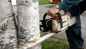 tree removal fredericksburg